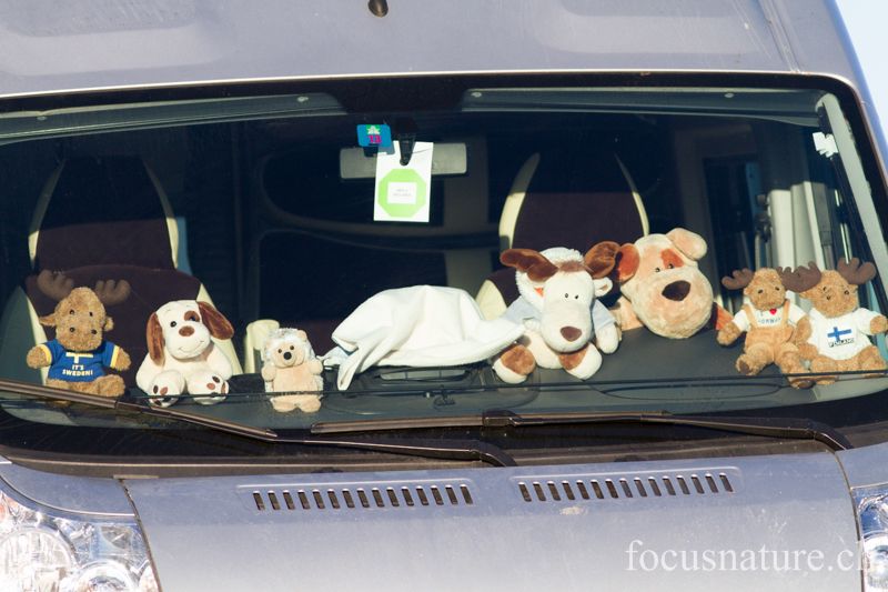 Peluches 8574.jpg - Les peluches que nous mettons à l'avant de P'Ty Bus, quand nous sommes garés, pour faire sourire les petits et grands enfants ;-)